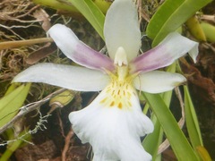Miltoniopsis roezlii