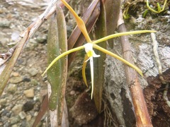 Epidendrum nocturnum