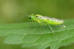 Rhogogaster chlorosoma