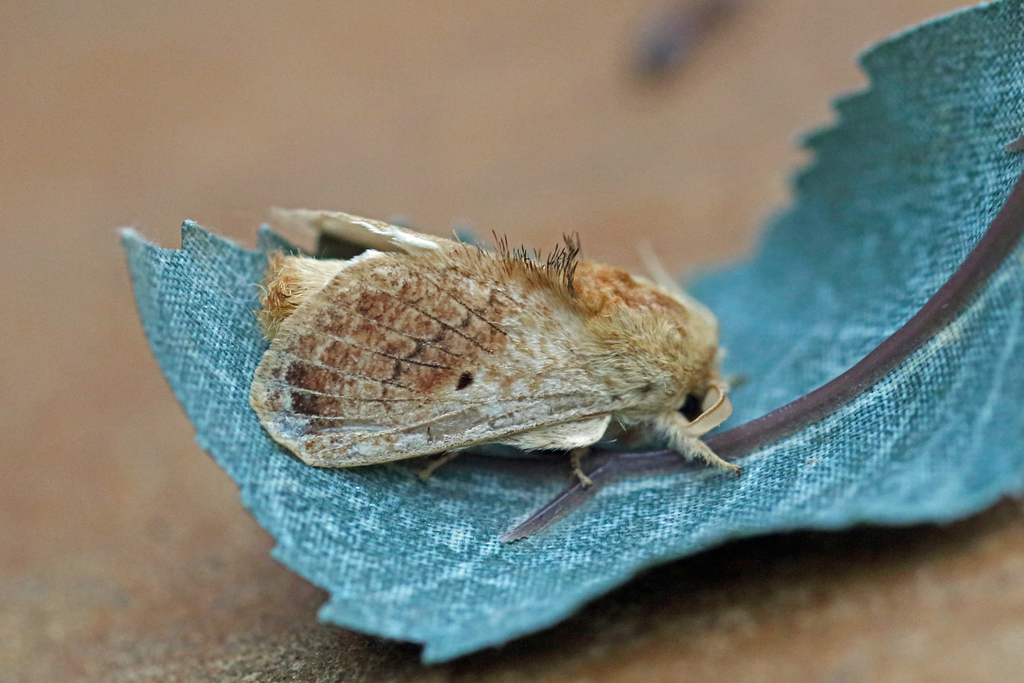 Diapalpus