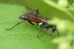 Macrophya blanda