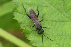 Macrophya blanda