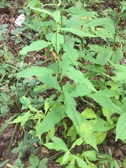 Solidago ouachitensis
