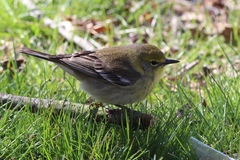 Setophaga pinus pinus