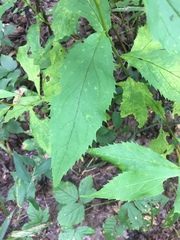 Solidago ouachitensis