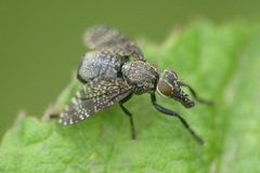 Platystoma seminationis