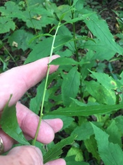 Solidago ouachitensis