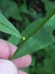 Solidago ouachitensis