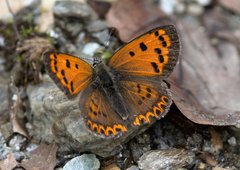 Lycaena panava