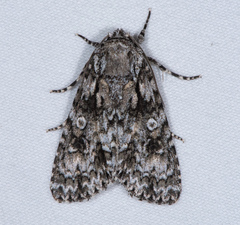Acronicta marmorata