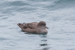 Ardenna grisea