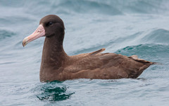 Short-Tailed Albatross photo 3
