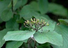 Viburnum cotinifolium