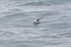 Phalaropus fulicarius