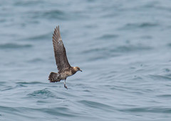 Stercorarius longicaudus