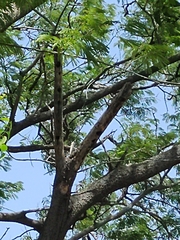 Melanerpes rubricapillus