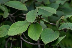 Viburnum cotinifolium