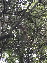 Pantala hymenaea