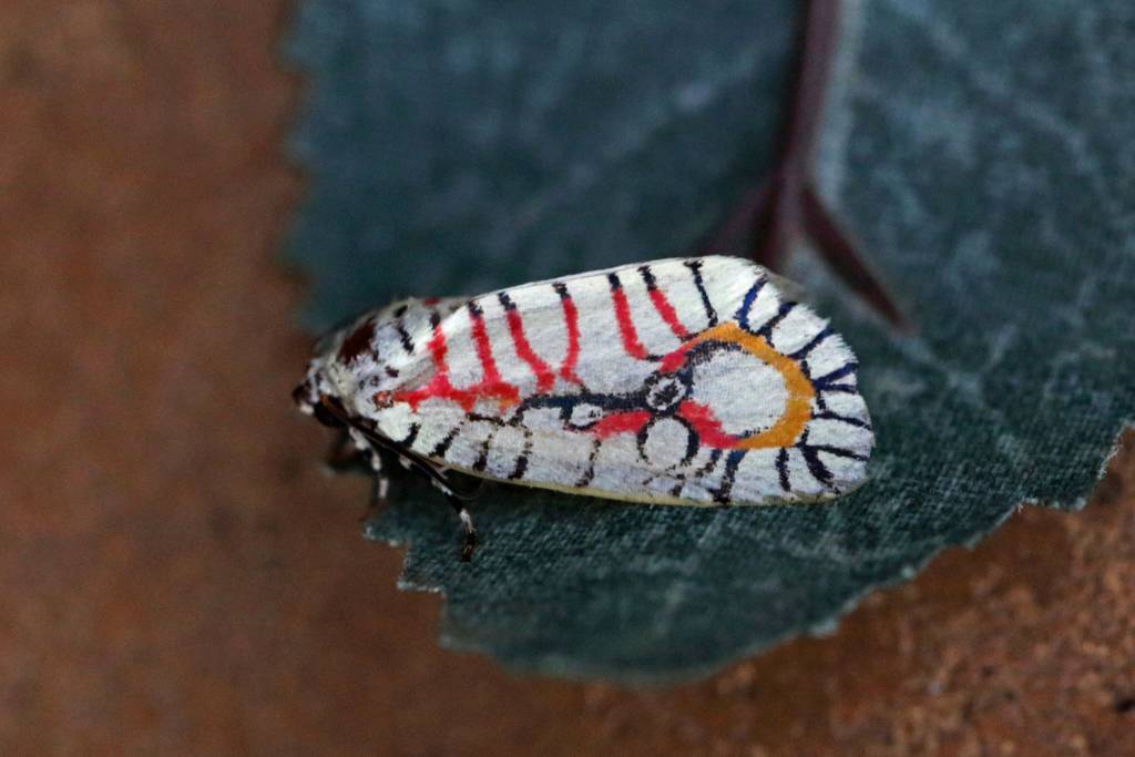 Mazuca amoena