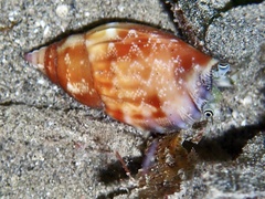 Tridentarius dentatus