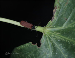 Pyropterus nigroruber