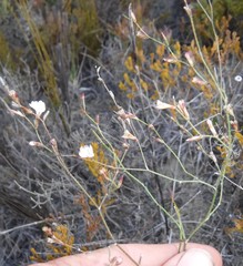 Limonium anthericoides