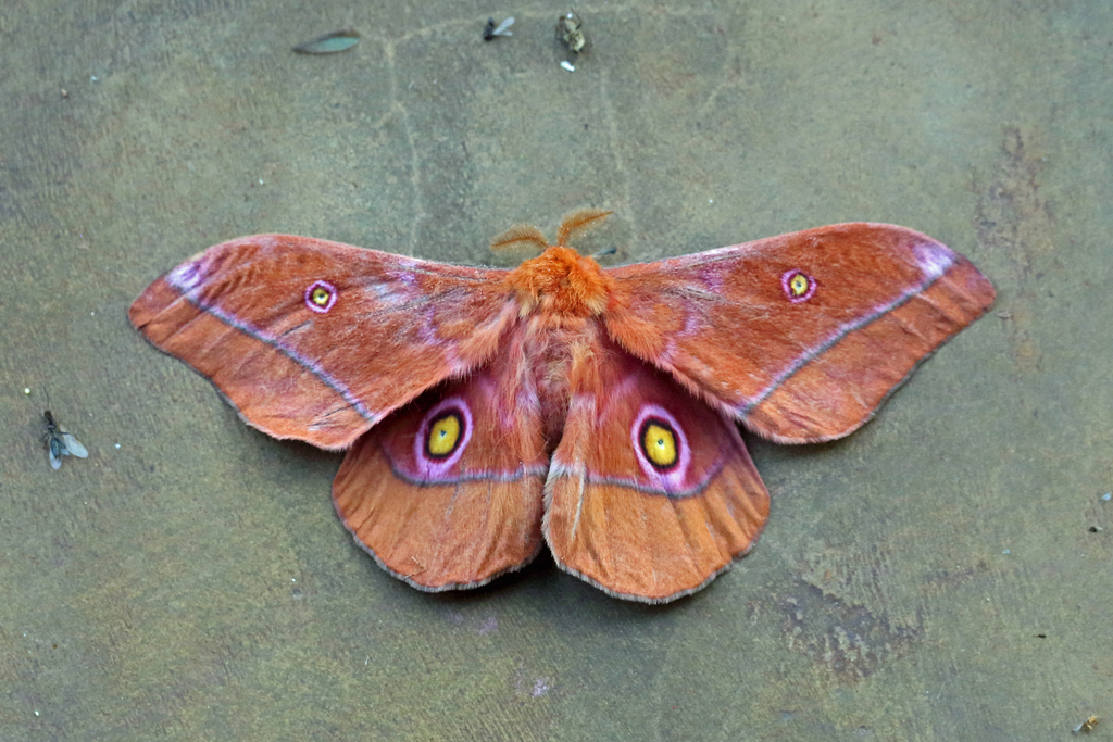 Nudaurelia rubra