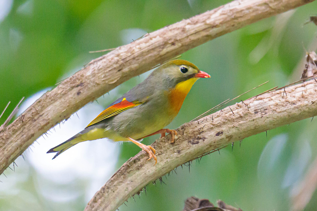Laughingthrushes and Allies