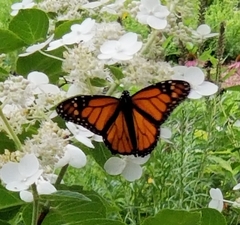 Danaus plexippus