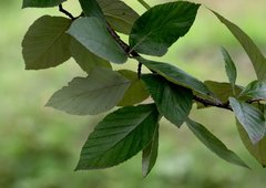 Griffitharia vestita