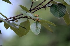 Griffitharia vestita
