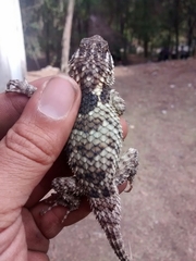 Sceloporus torquatus binocularis