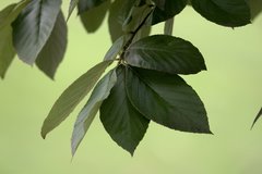 Griffitharia vestita