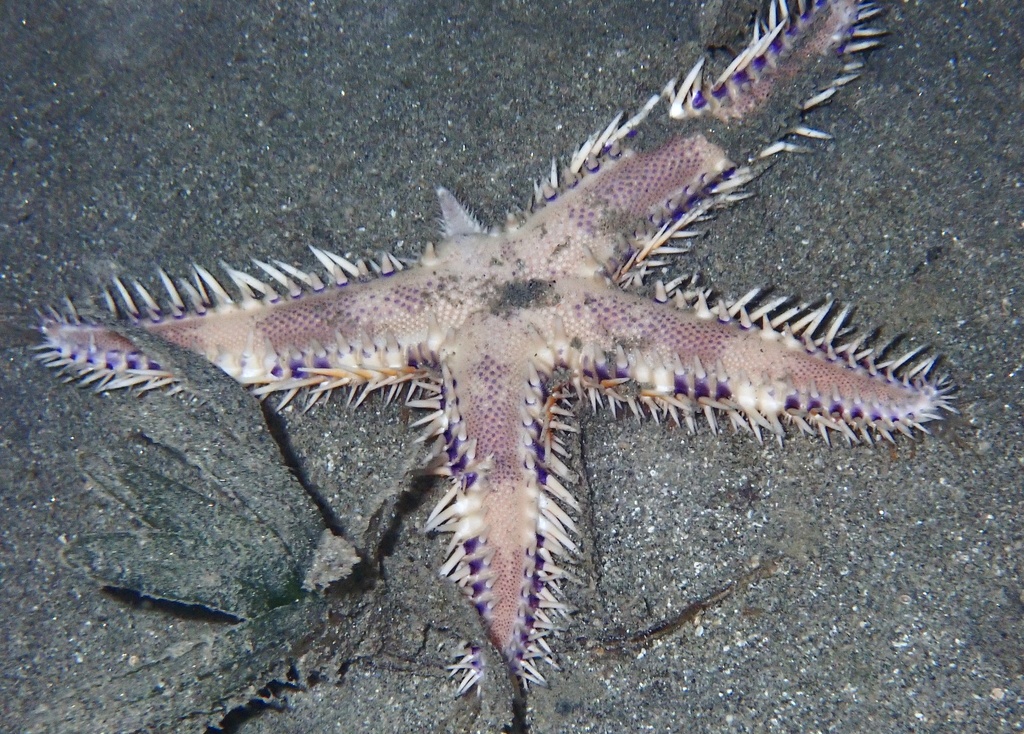 Brown-spotted Sand Star