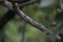 Griffitharia vestita