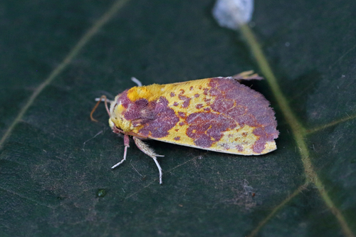 Copifrontia xantherythra