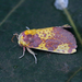 Copifrontia xantherythra - Photo (c) Nigel Voaden, μερικά δικαιώματα διατηρούνται (CC BY)