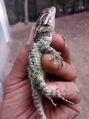 Sceloporus torquatus binocularis