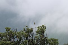 Aethopyga nipalensis