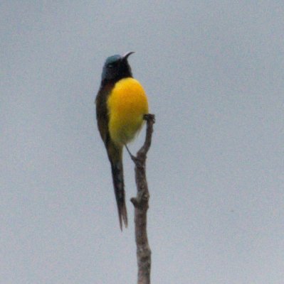 Green-tailed Sunbird
