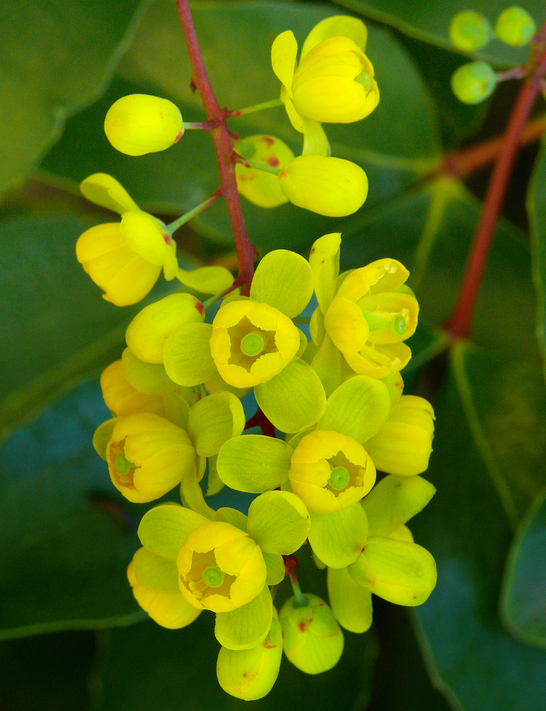 barberry family