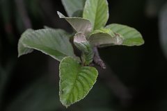 Griffitharia vestita