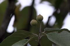 Griffitharia vestita