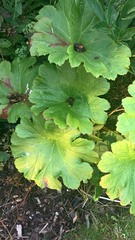 Darmera peltata