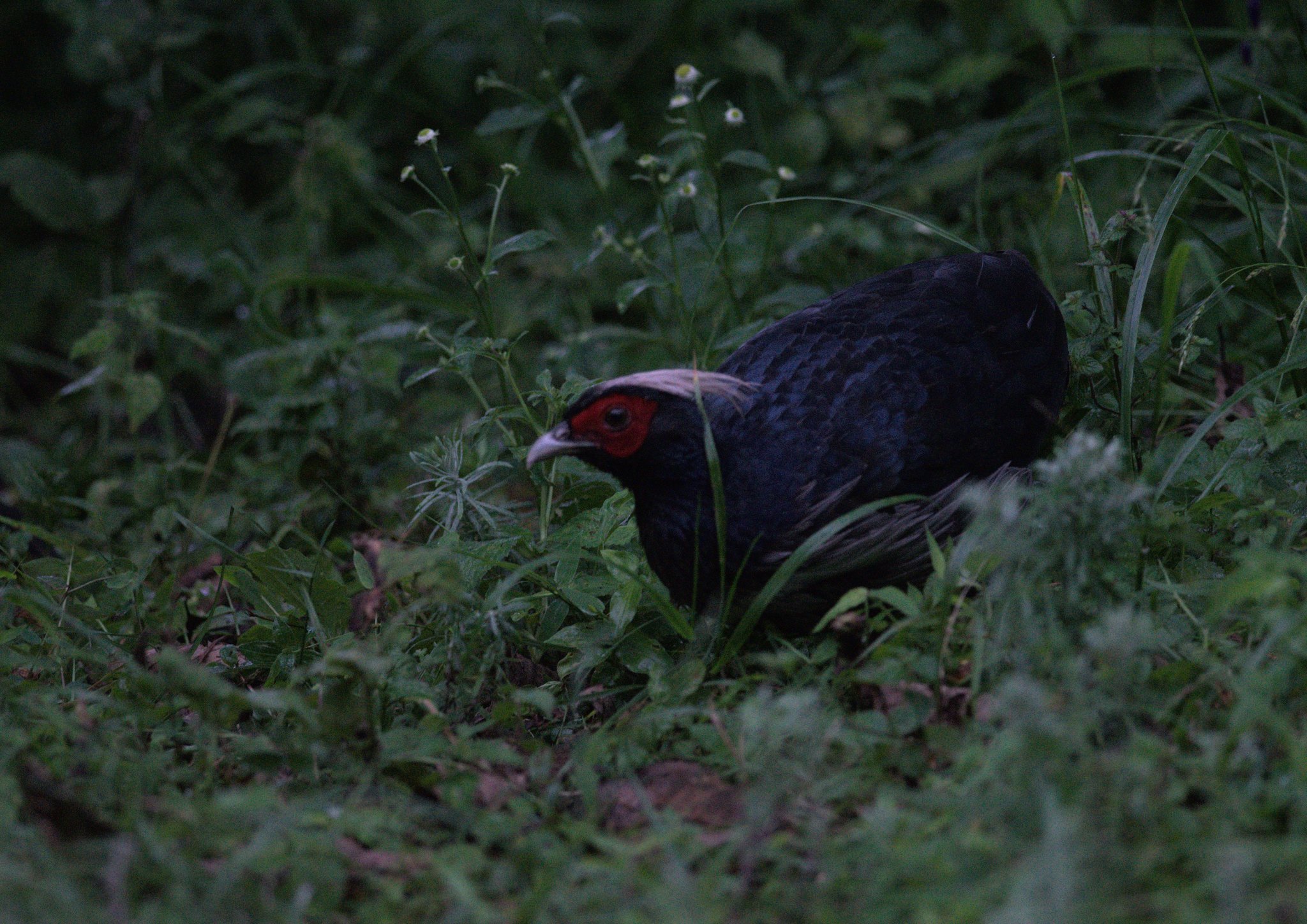 Kalij Pheasant