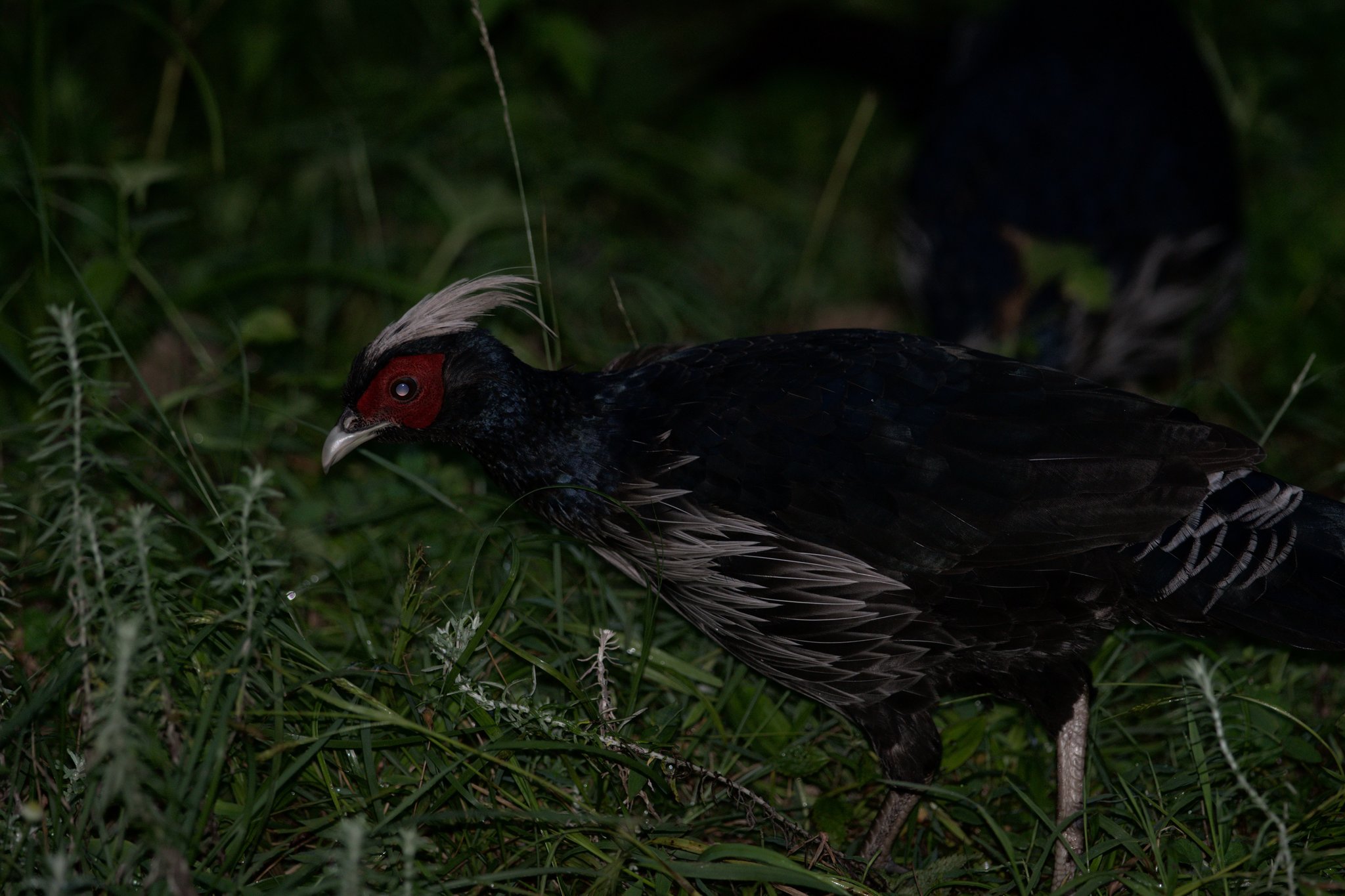 Kalij Pheasant