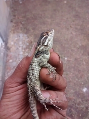 Sceloporus torquatus binocularis