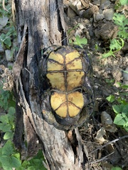 Kinosternon hirtipes