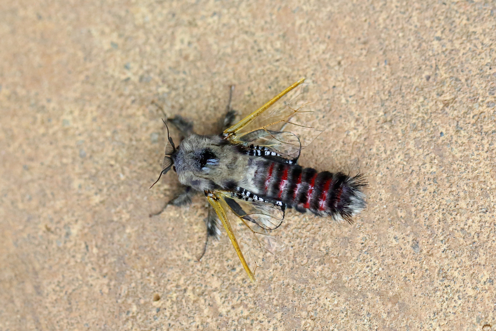 Eulophonotus hyalinipennis