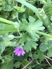 Geranium molle